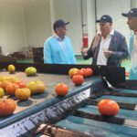 Se trata de la primera vez que se celebra la campaña del tomate en la localidad palaciega, en una época donde Frupal se encuentra en su mejor momento.
