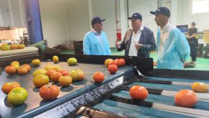 Se trata de la primera vez que se celebra la campaña del tomate en la localidad palaciega, en una época donde Frupal se encuentra en su mejor momento.