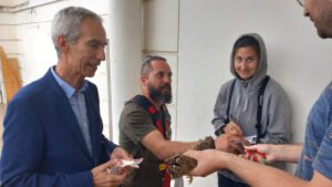 Anillados los nuevos ejemplares de cernícalos pertenecientes a la colonia existente en el Castillo de Utrera