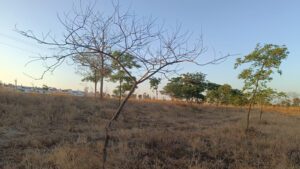 El PSOE utrerano alerta del riesgo que corren los árboles recientemente plantados por falta de riego