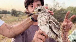 En estas jornadas llevadas a cabo por ANEA, Asociación Ecologista de Los Palacios y Villafranca, se han anillado un total de 223 aves
