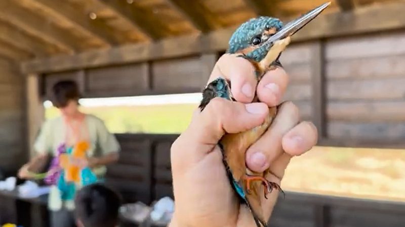 Jornadas de anillamiento científico de aves en el humedal Cerro de las Cigüeñas
