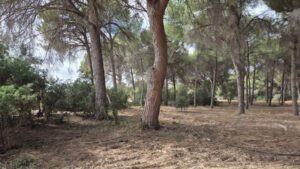 La Fundación Girasol impulsa un proyecto medioambiental inclusivo en Utrera