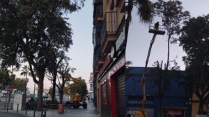 El desmochado de árboles en la Plaza de la Trianilla denunciado por el PSOE de Utrera
