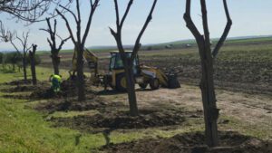 Reubican 6 robinias del campo de fútbol de Campoverde en el Corredor Verde de Vistalegre