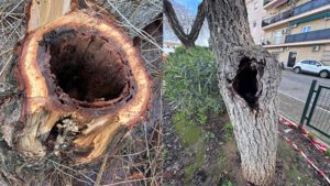 San Joaquín renueva su arbolado con la retirada de 6 olmos enfermos y la plantación de nuevos árboles