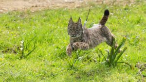 Dos ejemplares de lince ibérico liberados en Sierra Morena para reforzar su recuperación