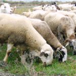 COAG Andalucía recomienda la vacunación de las ovejas frente a los cuatro serotipos de lengua azul