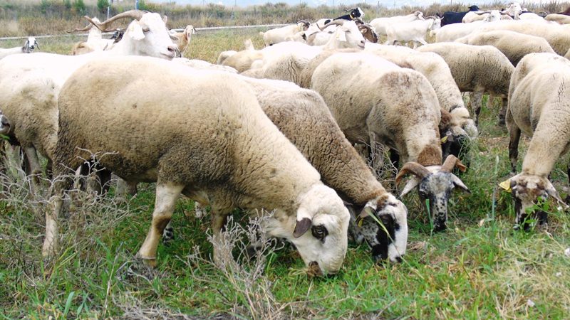 COAG Andalucía recomienda la vacunación de las ovejas frente a los cuatro serotipos de lengua azul