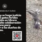 Ataques de perros sueltos acaban con la vida de 9 gatos en la colonia de La Morera