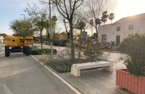 El árbol, clave olvidada en la lucha contra el cambio climático urbano