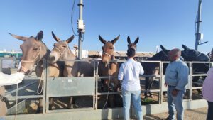Éxito rotundo de la XXIX Feria Agroganadera y de la Gastronomía en Los Palacios y Villafranca