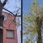 La Red de Utrera por el Clima denuncia las “podas salvajes” del arbolado urbano