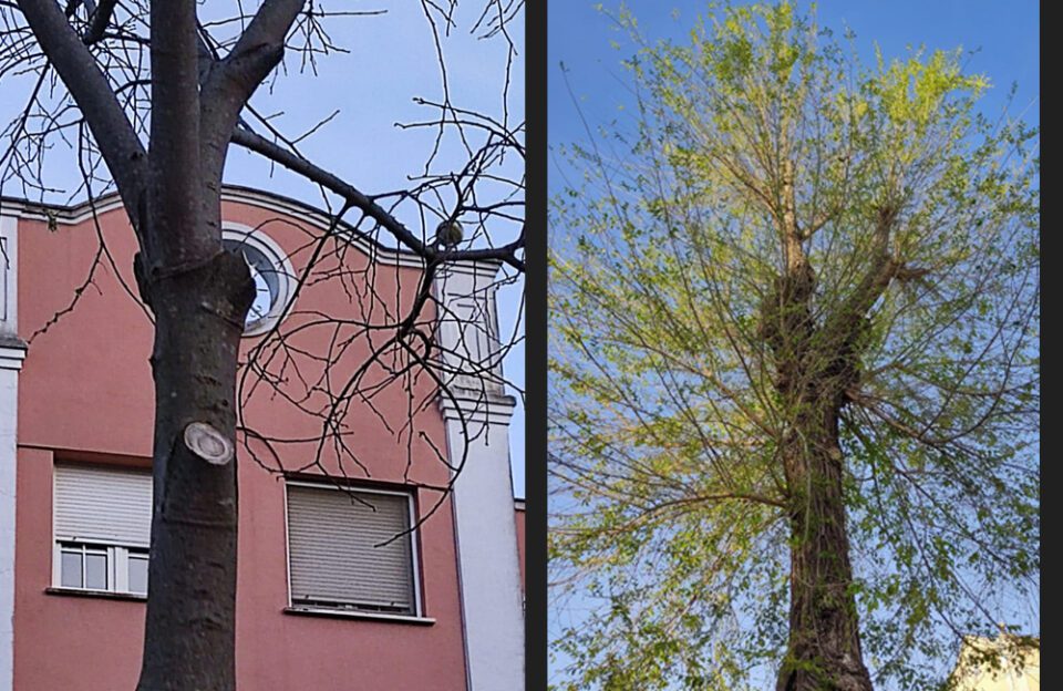 La Red de Utrera por el Clima denuncia las “podas salvajes” del arbolado urbano