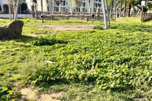 El PSOE de Utrera denuncia el deterioro de la Ciudad de los Niños