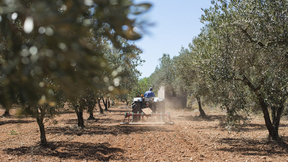La Junta destina más de 300 millones para fomentar el relevo generacional en el campo andaluz