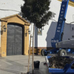 Se retiran 1.750 kilos de nidos de cigüeña de la Iglesia de San Francisco por motivos de seguridad