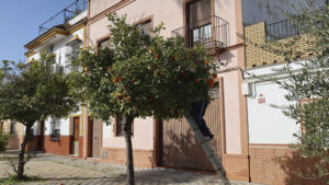 La campaña de recogida de naranjas 2025-2026 en Utrera alcanzará la cifra de 300.000 kilos
