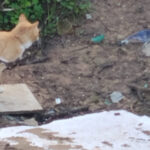 La delegación de Bienestar Animal denuncia ante el SEPRONA la aparición de trampas de lazo para animales