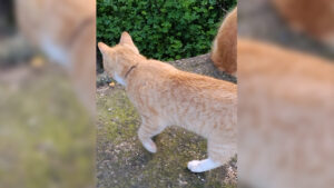 La delegación de Bienestar Animal denuncia ante el SEPRONA la aparición de trampas de lazo para animales