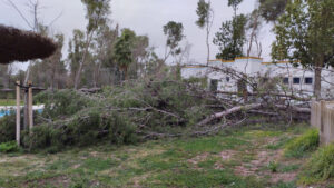 La jornada de alerta naranja del miércoles dejó alrededor de 50 incidencias en Utrera