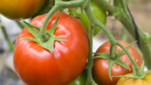 Más de 14 millones de kilos de Tomate de Los Palacios y Villafranca comercializados en 2025