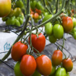 Más de 14 millones de kilos de Tomate de Los Palacios y Villafranca comercializados en 2025