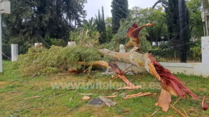 El temporal provoca daños en El Merendero, el Polígono La Aurora y el arbolado municipal