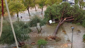 El temporal provoca daños en El Merendero, el Polígono La Aurora y el arbolado municipal