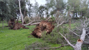 El temporal se ceba con el Parque de Guadalema en el que se han perdido una treintena de árboles de gran porte