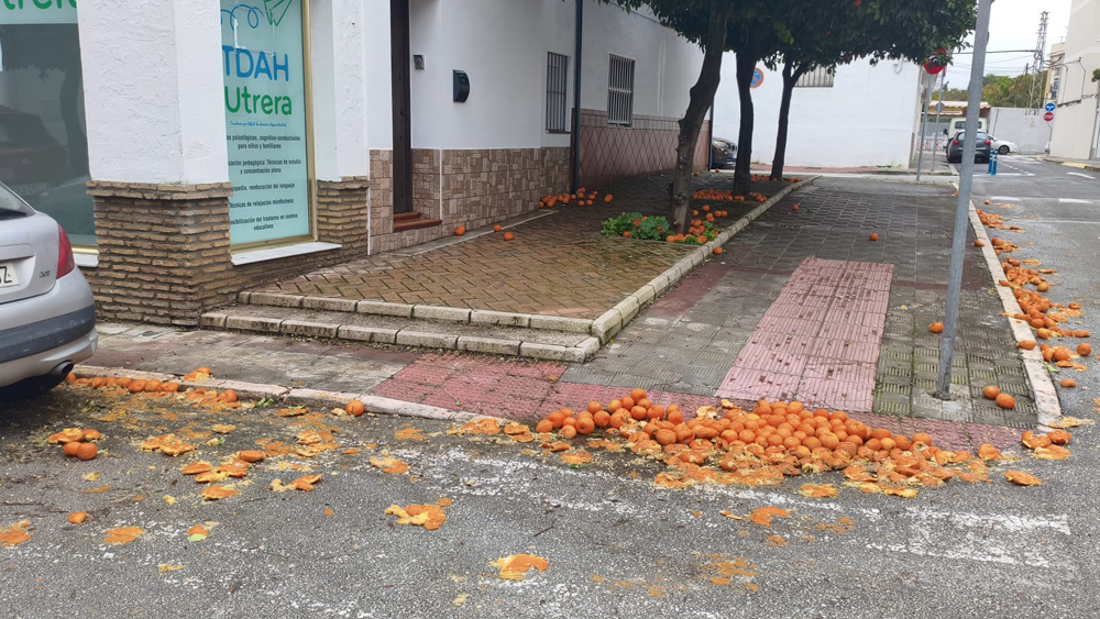 El PSOE de Utrera critica la gestión municipal en la recogida de naranjas