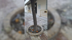 La Red de Utrera por el Clima pide en el Pleno un Plan de Arbolado Urbano para la ciudad