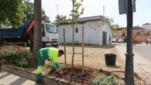 El Ayuntamiento de Utrera inicia una nueva campaña de plantación de arbolado en distintos puntos de la ciudad