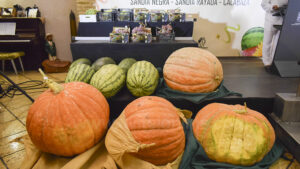 Los Palacios y Villafranca celebra el tradicional Concurso de Uvas, Sandías y Calabaza 2026
