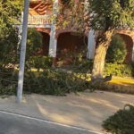 El PSOE de Utrera reclama un diagnóstico actualizado y un seguimiento permanente del arbolado del Paseo de Consolación