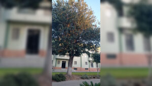El PSOE de Utrera reclama un diagnóstico actualizado y un seguimiento permanente del arbolado del Paseo de Consolación