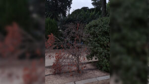 El PSOE denuncia el deterioro del arbolado urbano y acusa al Gobierno local de incumplir la ordenanza municipal