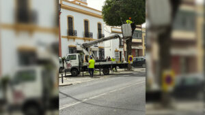 El PSOE denuncia el deterioro del arbolado urbano y acusa al Gobierno local de incumplir la ordenanza municipal