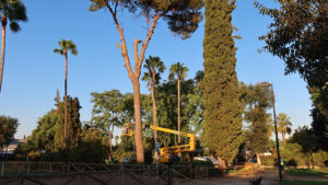 El Parque de Consolación será reforestado con árboles de copa ancha en la parcela de juegos infantiles