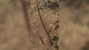 El sistema de riego del Parque del Quinto Centenario es reparado tras los últimos daños sufridos