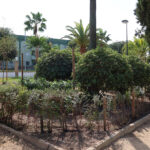 La vegetación del Parque de Consolación comienza su restauración tras la retirada del pino de gran porte