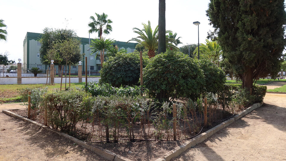 La vegetación del Parque de Consolación comienza su restauración tras la retirada del pino de gran porte