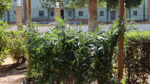 La vegetación del Parque de Consolación comienza su restauración tras la retirada del pino de gran porte