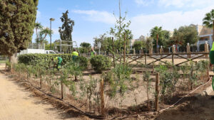 La vegetación del Parque de Consolación comienza su restauración tras la retirada del pino de gran porte